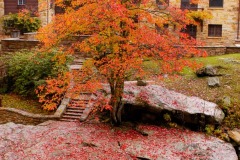 Autumn Leaves - Babcock State Park HQ